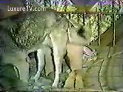 A classic clip of beastiality with a whore and a wolf